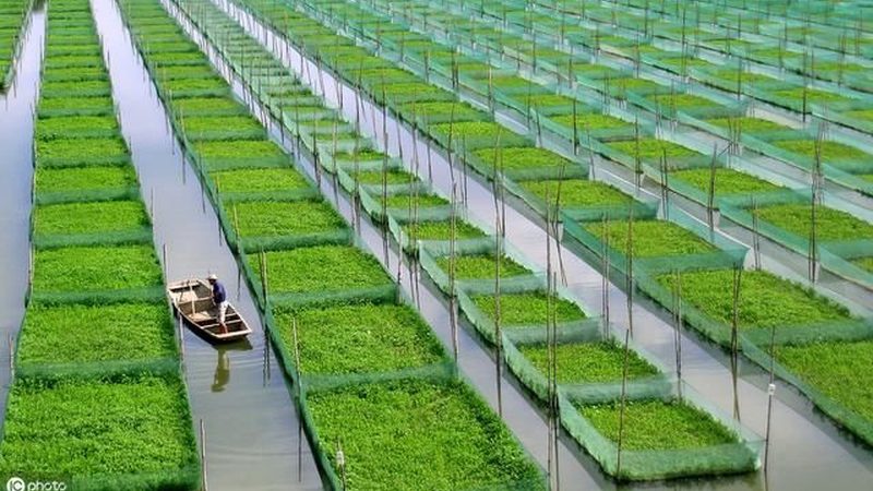 有机水果种植：技术书籍助力绿色转型**