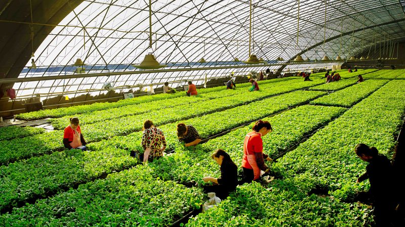 农产品批发供应链管理规范：ISO标准下的实践与解读