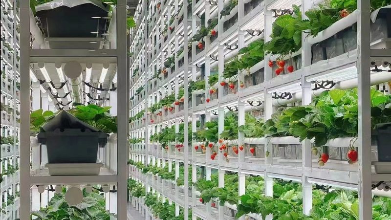 粮食种植，如何破解常见难题？**